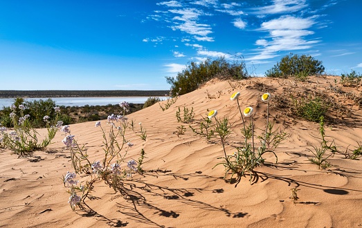 The colorful flowers and desert plants under blue sky in Central Australia