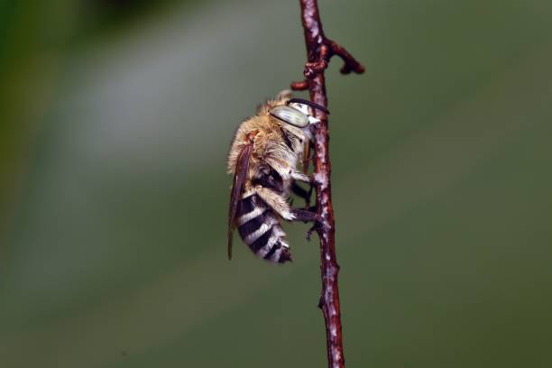 istock Selective focus shot of blue banded bee (amegilla) perched on a twig 1445650113
