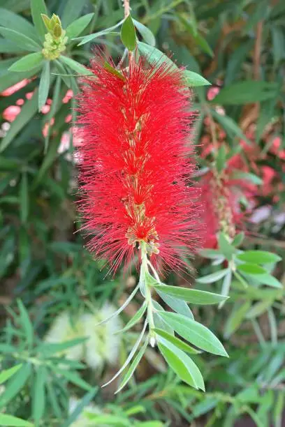 The Australian Bottlebrush plant gets its name from the cylindrical bottlebrush-shaped flower spikes.