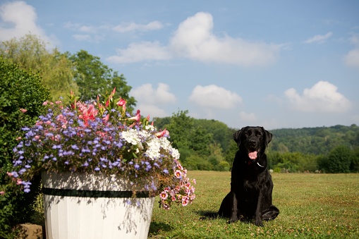 Black Labrador retriever dog sitting beside Wooden flower pot on a beautiful garden in summer in Condroz, Belgium.