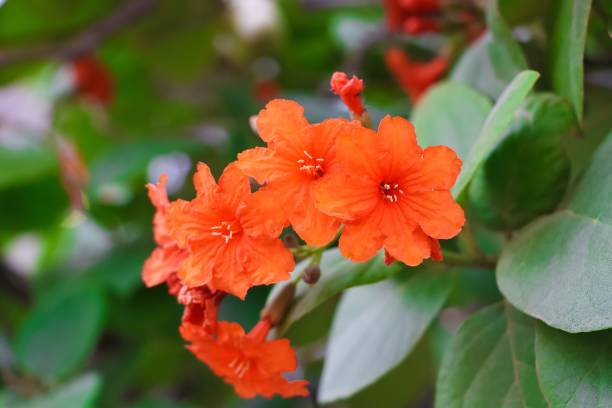 Beautiful Orange Color Scarlet Cordia Flowers