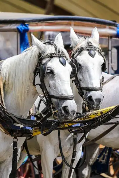 Photo of Beautiful shot of two Kladruber horses with a carriage on