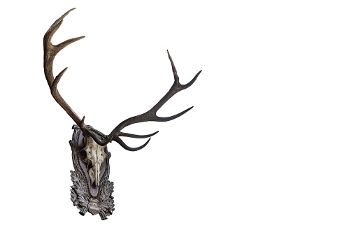 Trophy wall of mounted deer and antelope heads with antlers in a random pattern as found in many a country house, Devon, England, UK
