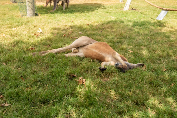 Kangaroos  rest on the grass during the day in Gan Guru kangaroo park in Kibutz Nir David in the north of Israel Kangaroos rest on the grass during the day in Gan Guru kangaroo park in Kibutz Nir David in the north of Israel nir stock pictures, royalty-free photos & images