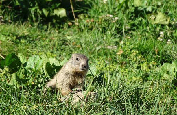 istock Selective focus shot of alpine marmot (Marmota marmota) 1445650864