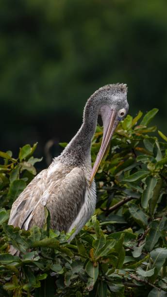 istock Spot billed pelican perched on a bush 1445651139
