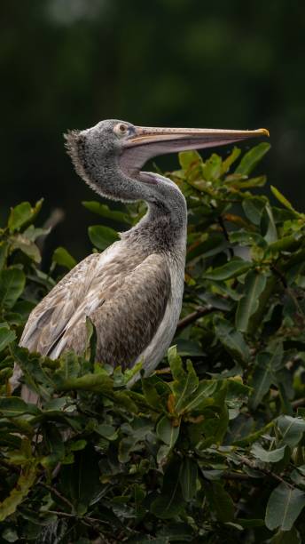 istock Spot billed pelican perched on a bush 1445651143