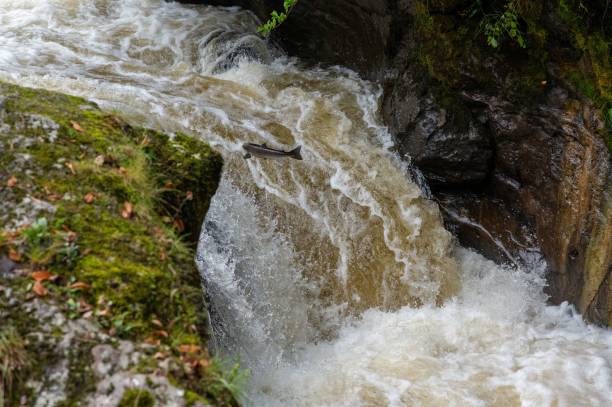 istock Atlantic Salmon  (Salmo salar) leaping a waterfall in Scotland, United Kingdom 1445651298