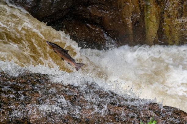 Atlantic Salmon  (Salmo salar) leaping a waterfall in Scotland, United Kingdom