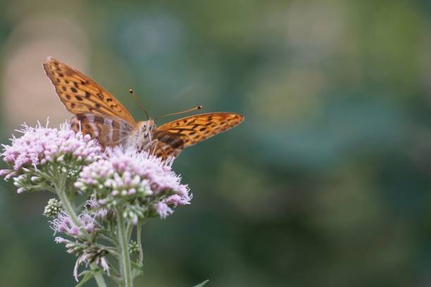 istock Silver-washed fritillary (Argynnis paphia) perched on the flower 1445651350