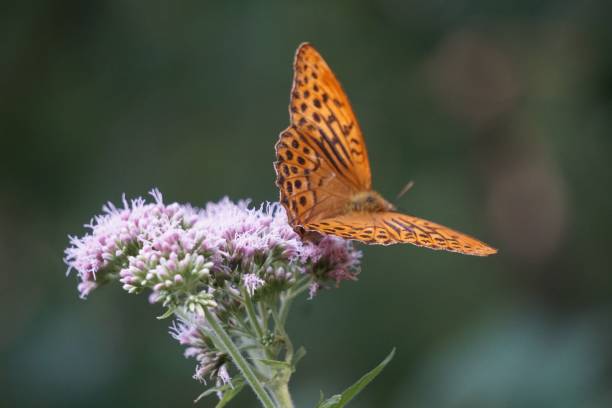 istock Silver-washed fritillary (Argynnis paphia) perched on the flower 1445651369