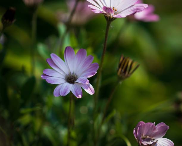 istock Selective focus shot of Daisy flowers in a park 1445651434
