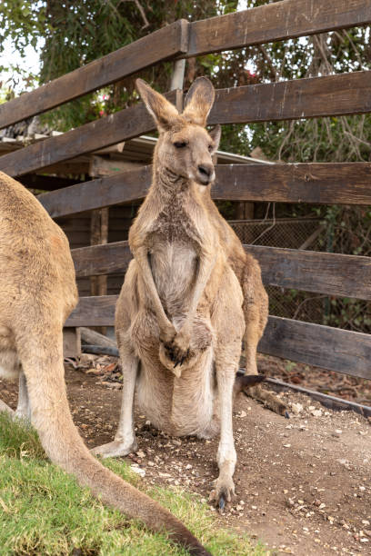 Kangaroos  stand near a wooden fence in Gan Guru kangaroo park in Kibutz Nir David in the north of Israel Kangaroos stand near a wooden fence in Gan Guru kangaroo park in Kibutz Nir David in the north of Israel nir stock pictures, royalty-free photos & images