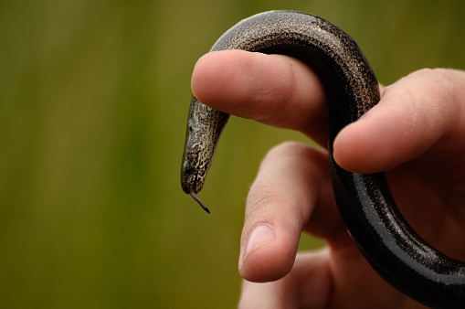The Juvenile Slow Worm aka Blind Snake curling on anonymous male's hand against green