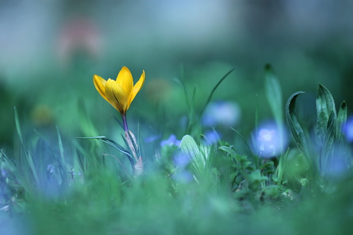A Yellow crocus flower in the grass in winter