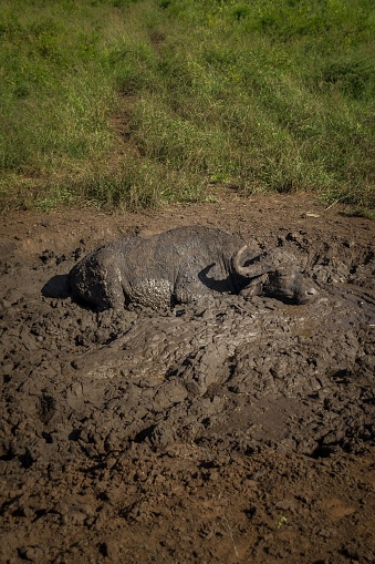 A vertical shot of the African buffalo in a mud