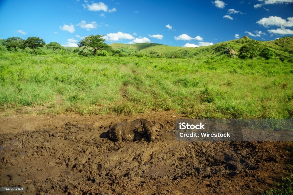 View of the African buffalo in the mud A view of the African buffalo in the mud Afrika Afrika Stock Photo