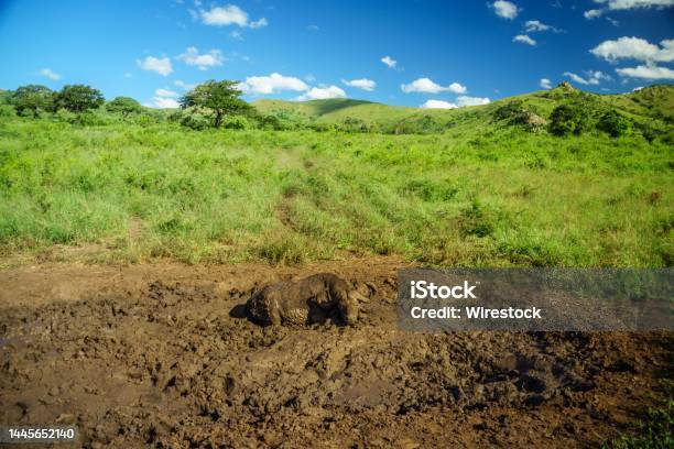View Of The African Buffalo In The Mud Stock Photo - Download Image Now - Afrika Afrika, Bulle, Color Image