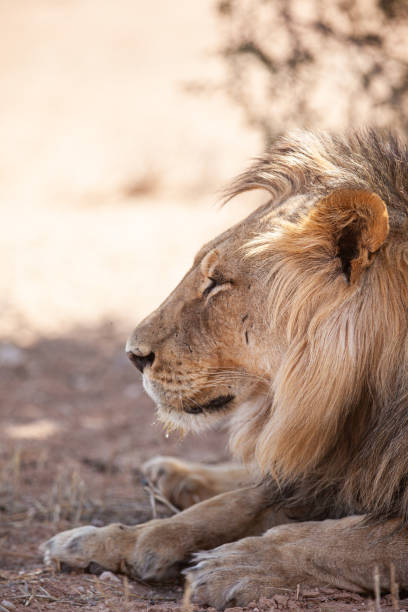 jovens leões-juba negra em um poço de água no kalahari, na áfrica do sul - lions tooth - fotografias e filmes do acervo