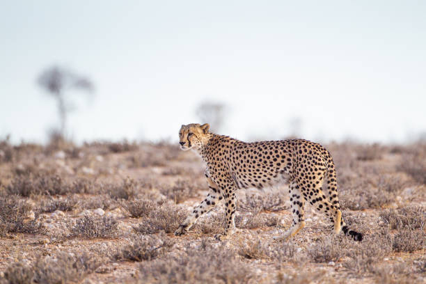 macho guepardo caminando a lo largo del lecho del río en el parque transfronterizo kgalagadi, sudáfrica - the karoo fotografías e imágenes de stock