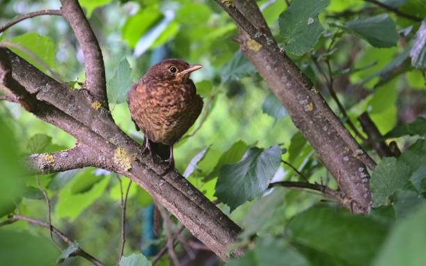 istock Common blackbird perched on the branch of a green tree 1445652252