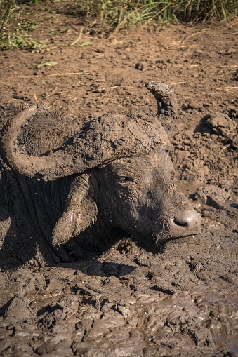 A vertical shot of the African buffalo in a mud