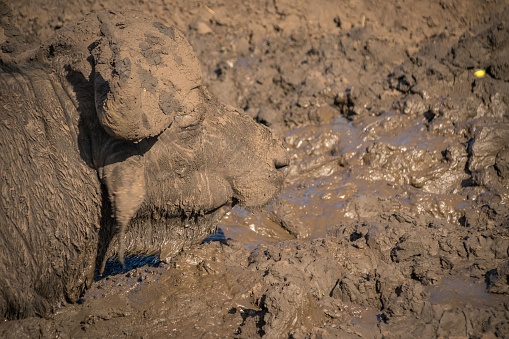 A view of the African buffalo in a mud