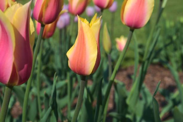 tulipes dames poussant dans le champ vert - lady tulip photos et images de collection