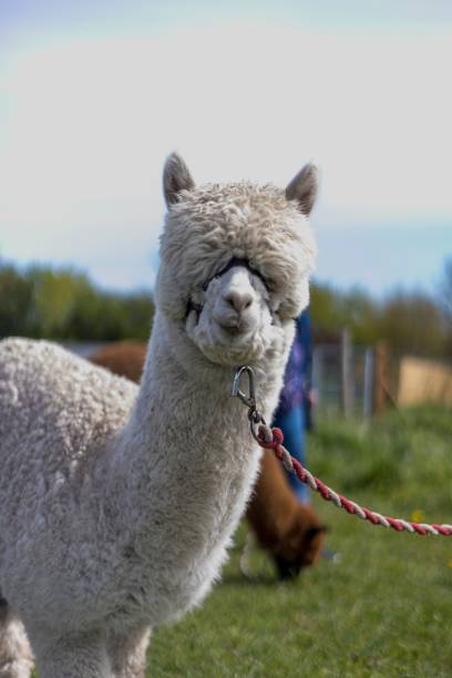 istock Vertical closeup of a white alpaca, Lama pacos with a leash. Selected focus. 1445652673