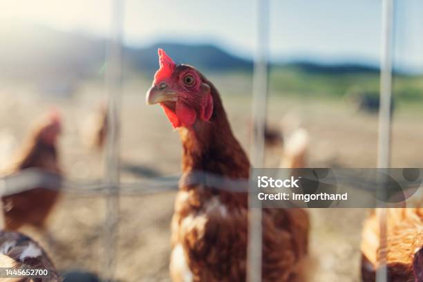 Chicken On The Small Free Range Chicken Farm Stock Photo - Download Image Now - Agriculture, Animal, Animals In Captivity