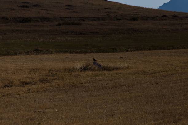 istock Black bird standing on a rock in a yellow grassland 1445652740