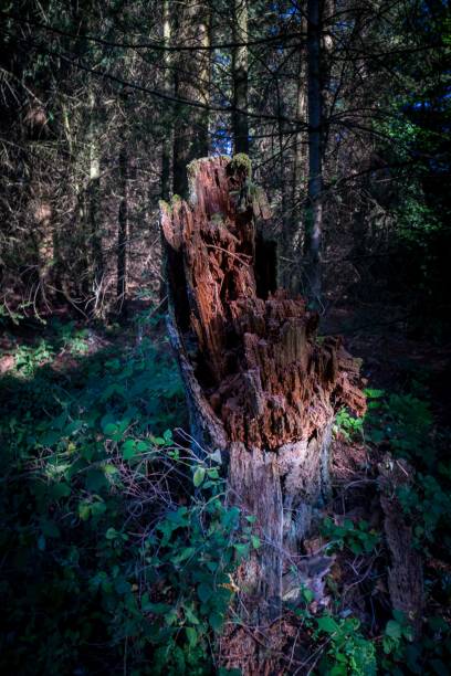 istock Vertical shot of a broken tree in a dense green forest with sunlight falling on it 1445653542