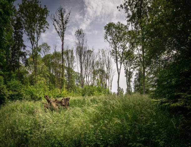 istock Green grass meadow surrounded by tall trees under a blue sky with clouds 1445653584