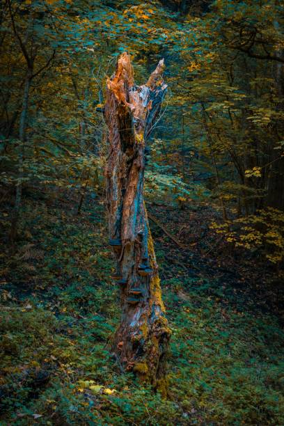 istock Vertical shot of a dead tree bark colored and turned into art in a forest 1445653586