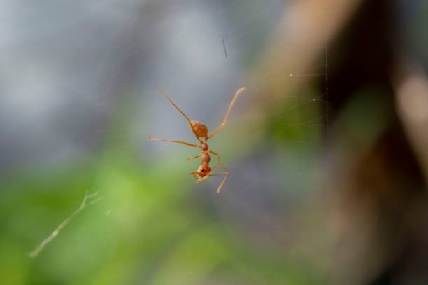 istock Macro shot of a red stock on a web 1445653635
