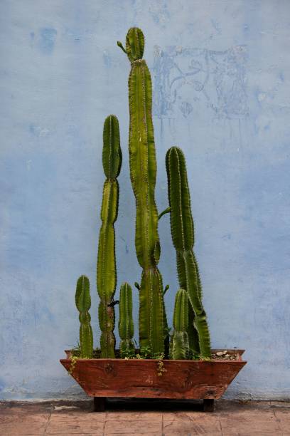 istock San Pedro cactus plant growing in a brown pot on a light blue background 1445653669