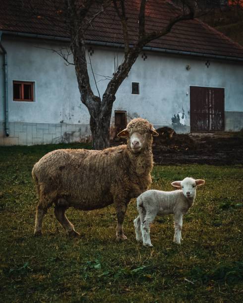 istock Vertical view of a sheep with her lamb on the grass before the barn 1445653959