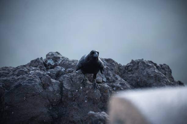 A closeup of a black Crow standing on a black rock surface on a blurred grey background