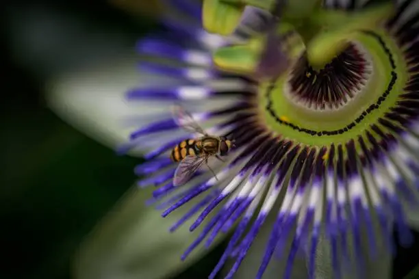 A macro of a bee pollenating a beautiful Bluecrown Passionflower, Passiflora caerulea