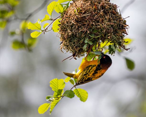 istock Male weaver bird building its nest while spreading its wings 1445654503