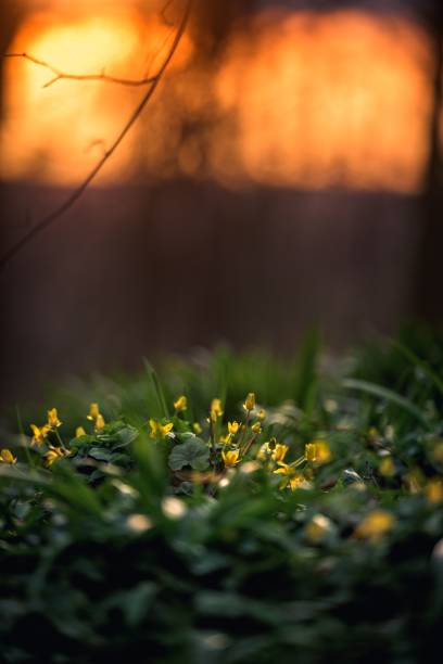 A selective focus shot of small yellow flowers  with a sunset
