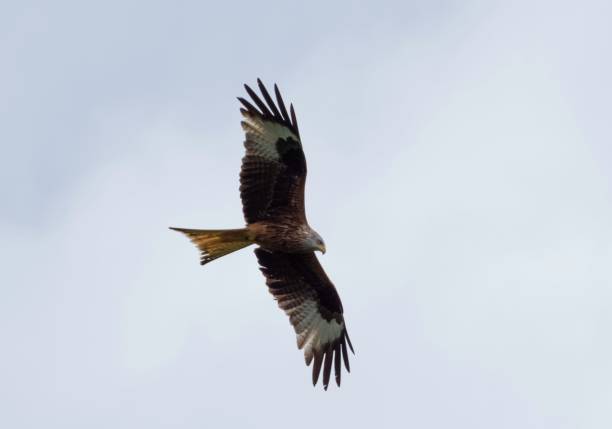 istock Red kite flies in blue sky 1445654575