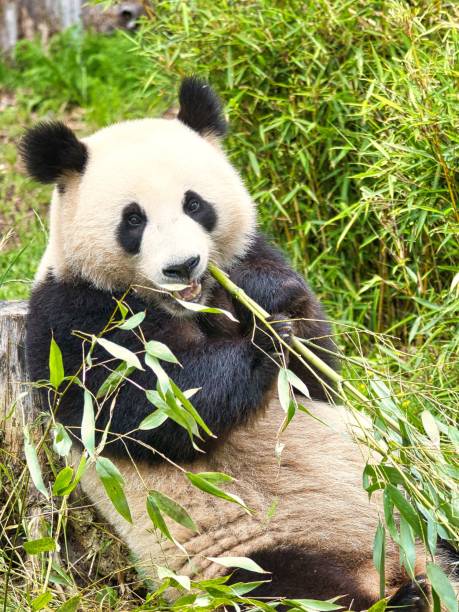 istock Cute big panda sitting while eating bamboo in vertical 1445654581