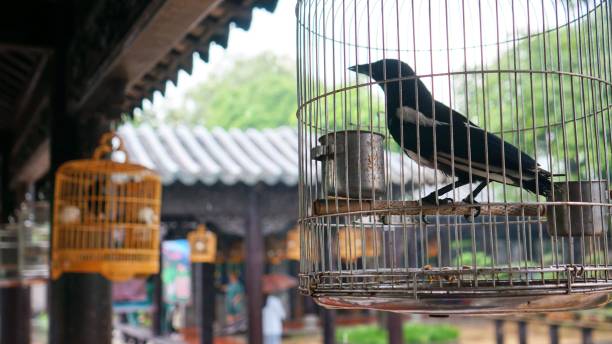Closeup of piping crow in a cage