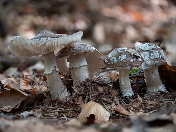 istock A group of four Amanita excelsa mushrooms 1445655437