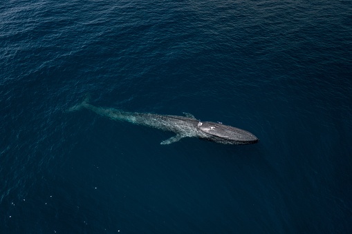 An aerial shot of a blue whale in the water