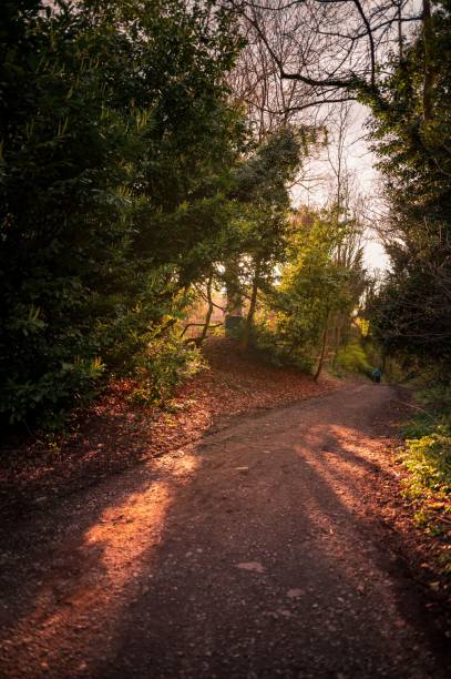 istock Dirt road in a forest during sunset 1445655730