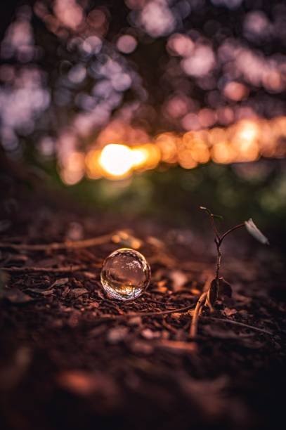 istock Crystal ball on the forest ground during sunset,vertical shot 1445655737
