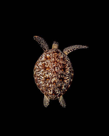 A vertical shot of a marine turtle isolated on a black background