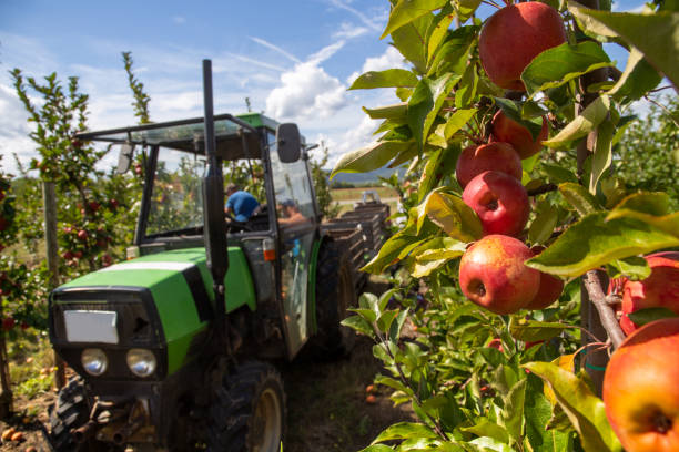 istock Apple Harvest in the Palatinate 1445656495